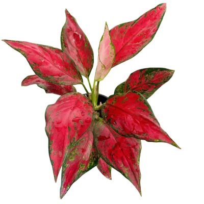 Aglaonema ‘Red Elephant’