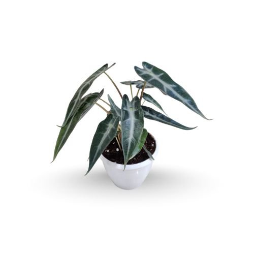 Alocasia 'Bambino'