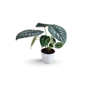 Alocasia Dragon