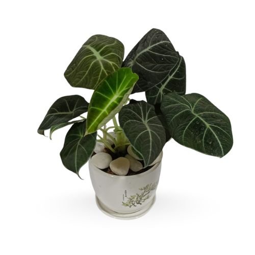 Alocasia Black Velvet