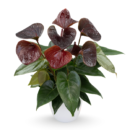 Anthurium ‘Chocolate’ – Rare Flowering Plant