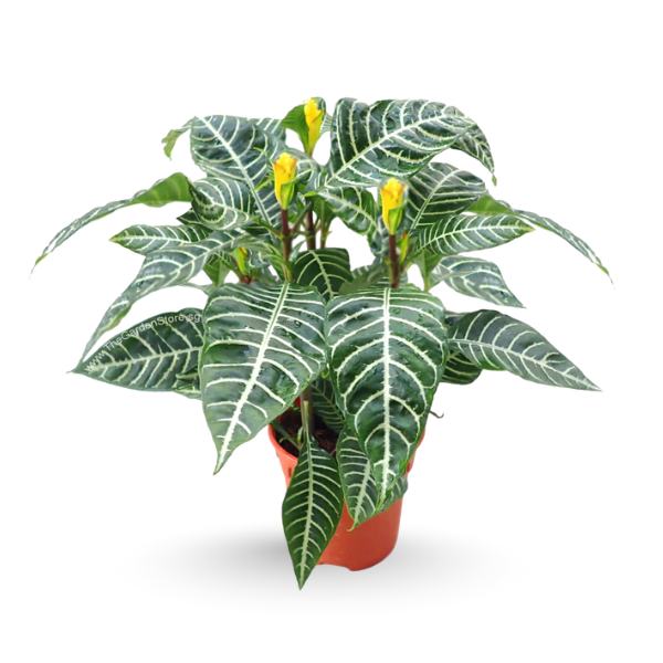Aphelandra squarrosa ‘Dania’ – Zebra Plant