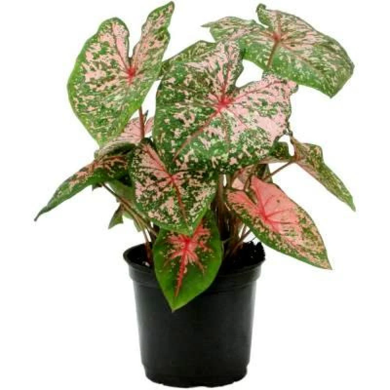 Caladium ‘Tricolor’ – Vibrant Tropical Indoor Plant