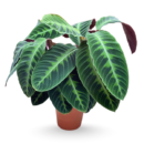 Calathea warscewiczii