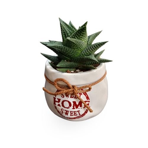 Haworthia with Ceramic Pot- Bring balance, peace, and natural beauty indoors