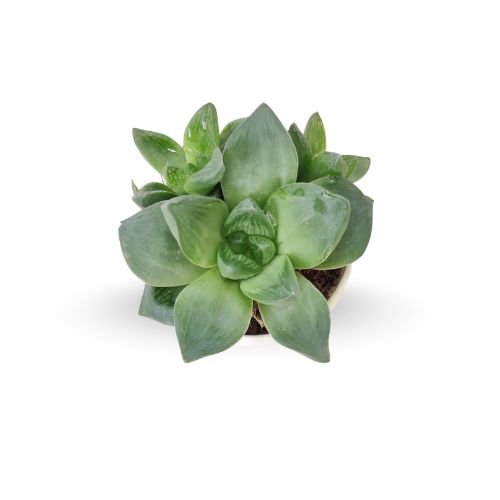 Haworthia Cymbiformis Plant