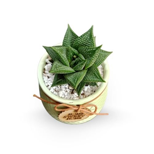 Haworthia limifolia – Fairy Washboard Succulent in Premium Planter | Easy Indoor Plant for Gifting & Décor