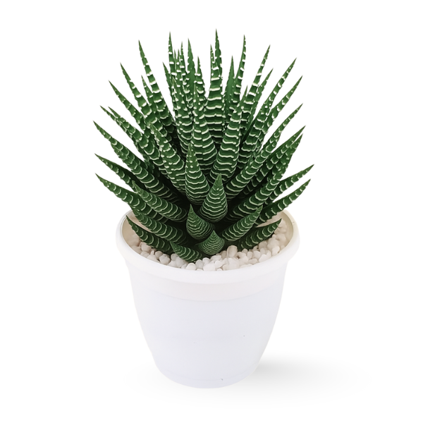 Zebra Haworthia (Haworthiopsis attenuata) in White Pot