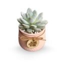 Himalayan Lotus Echeveria 'Laxmi Kamal'