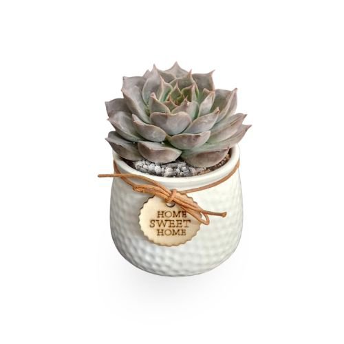 Laxmi Kamal Succulent – Symbol of Prosperity in Ceramic Gifting Pot