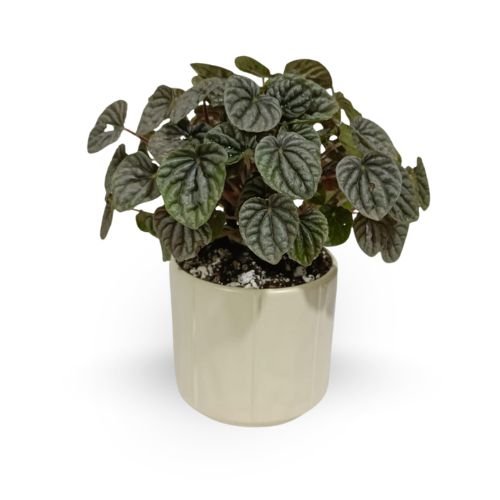 Peperomia Caperata – Heart-Leaf Indoor Plant | Rare Air-Purifying & Positive-Energy Gift for Home Décor