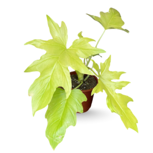 Philodendron ‘Selloum Gold’