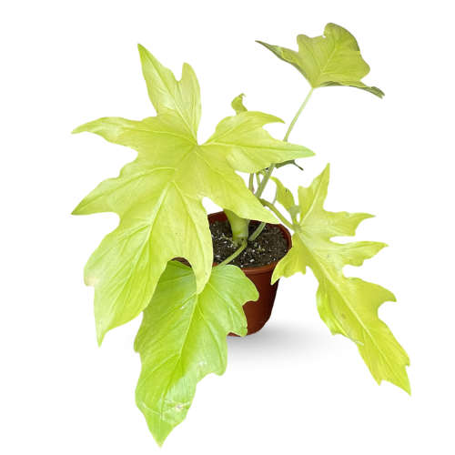 Philodendron 'Selloum Gold'