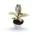 Rubber Ficus Elastica Shivereana