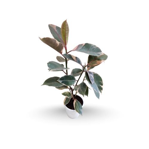 Rubber Plant Variegated