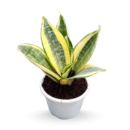 Sansevieria (Snake Plant) Golden Hahnii