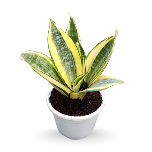 Sansevieria (Snake Plant) Golden Hahnii