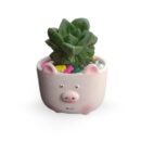Haworthia Cymbiformis in Piggy Pot | Adorable Mini Succulent Gift Plant for Desk, Home & Office