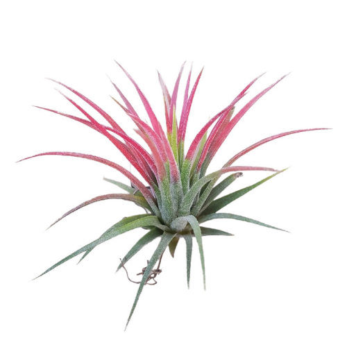 Air Plant - tillandsia 'Ionantha'