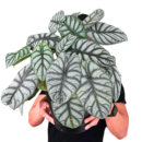 Alocasia ‘Silver Dragon’ – Rare Alocasia