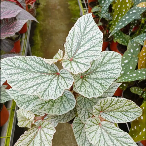 begonia snowcapped