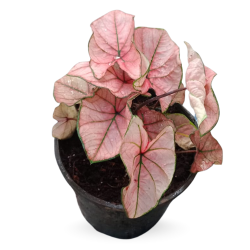 Caladium ‘Spring Fling’ – Pink & Green Heart-Leaf Indoor Plant