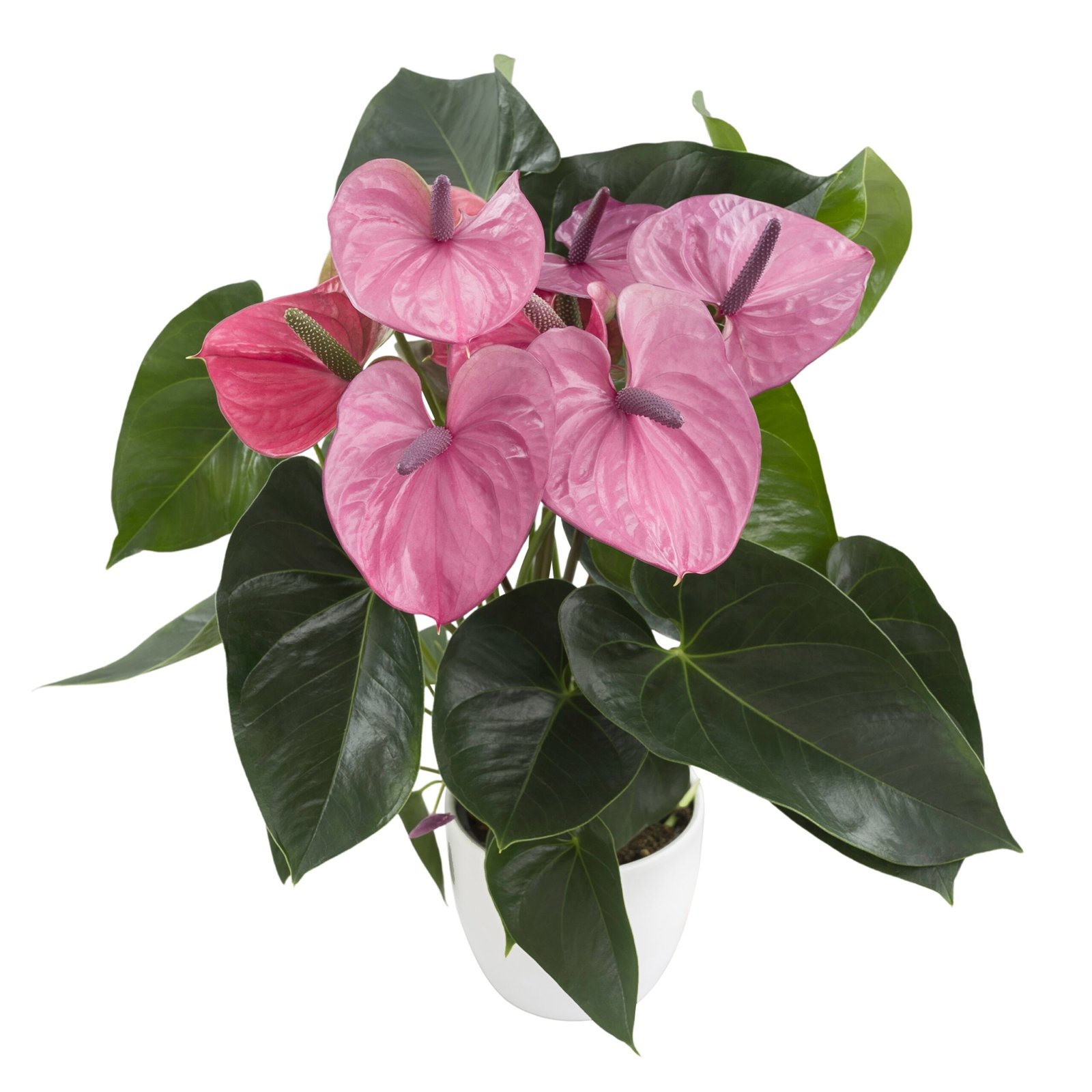 Anthurium Cavalli® – Light Purple Indoor Flowering Plant