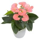 Anthurium Spirit® – Baby Pink Indoor Flowering Plant