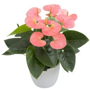 Anthurium Spirit®