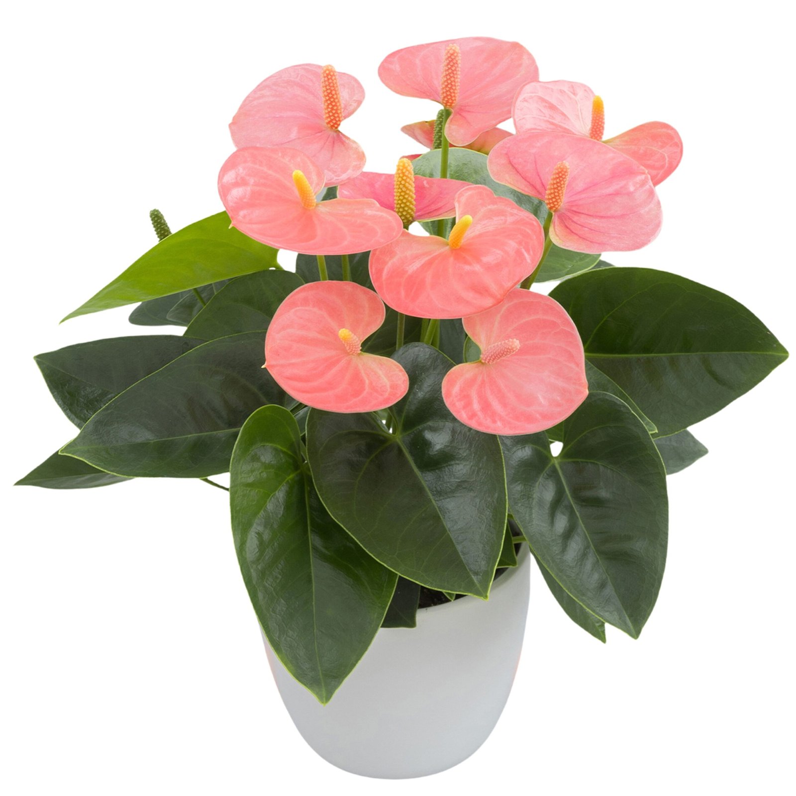 Anthurium Spirit® – Baby Pink Indoor Flowering Plant