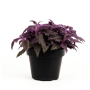 Gynura ‘Royal Velvet’ – Purple Passion