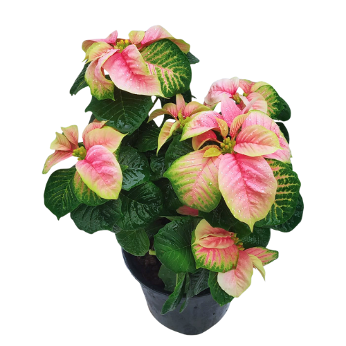 Poinsettia Baby Pink Fireball (Large Size)