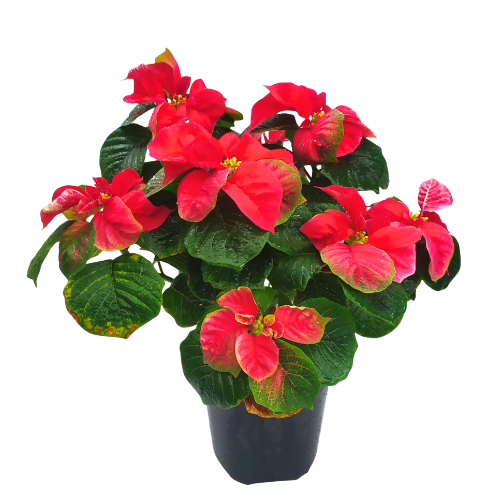 Poinsettia Fireball Red (Large Size)
