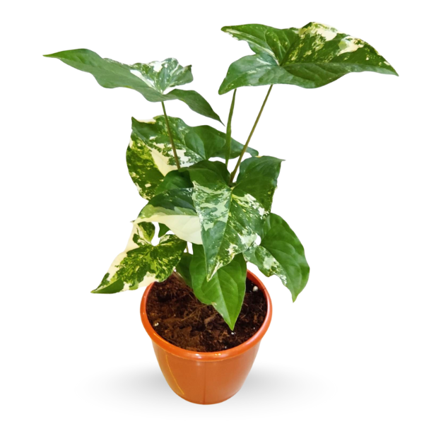 Syngonium Albo Variegated – Rare Indoor Vine