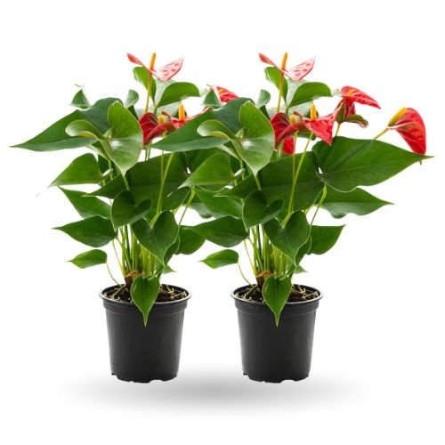 Anthurium Red Combo