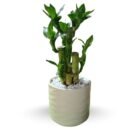 Multidrop Lotus Tiger Sticks Lucky Bamboo with Ceramic - A bundle of luck, strength, and new beginnings.
