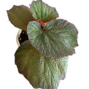 Begonia Acetosa