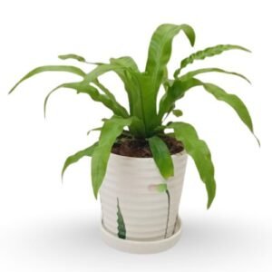 Bird’s Nest Fern (Asplenium nidus) – Tropical Indoor Fern with Ceramic Pot | Gift Plant