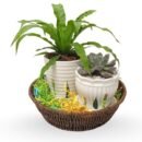 Laxmi Kamal & Fern Combo Set With Ceramic Planter – Lucky Succulent and Lush Green Fern | Gift Plant Set