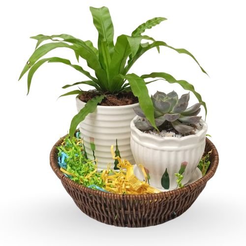 Laxmi Kamal & Fern Combo Set With Ceramic Planter – Lucky Succulent and Lush Green Fern | Gift Plant Set