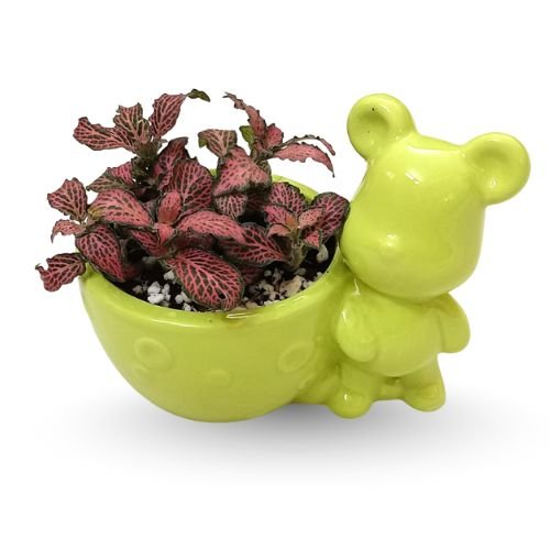Pink Fittonia (Nerve Plant) in Designer Ceramic Pot – Cute Gift Plant