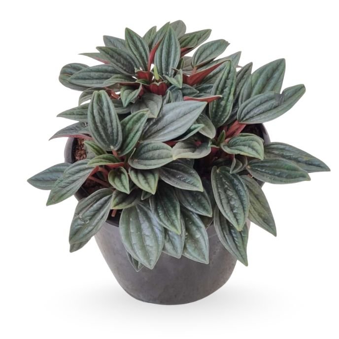 Peperomia Rosso
