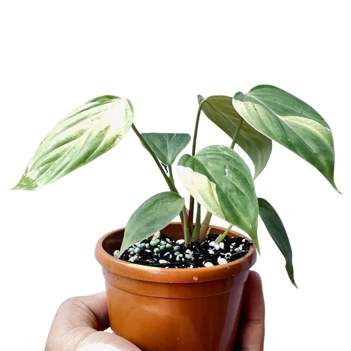 Philodendron Nangaritense – Fuzzy Petiole | Rare Indoor Tropical Beauty