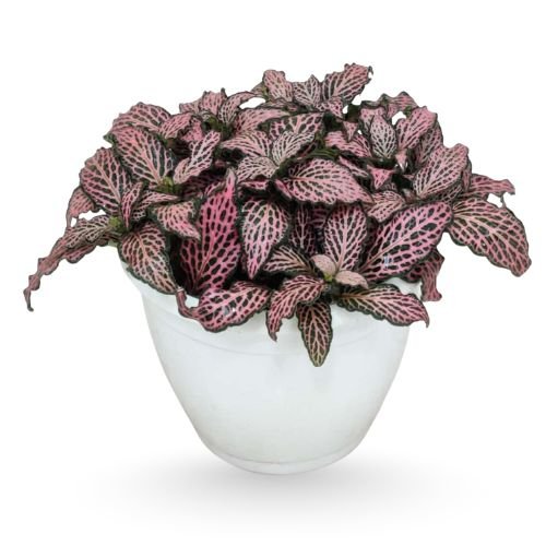 Fittonia ‘Pink Forest Flame’ Plant