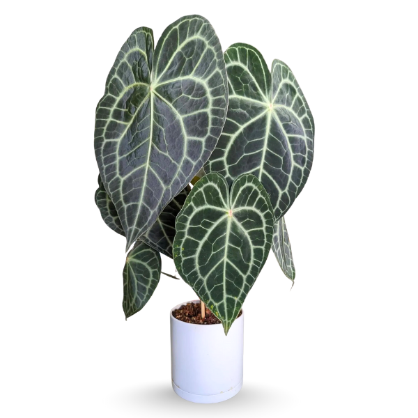 Anthurium clarinervium – Rare