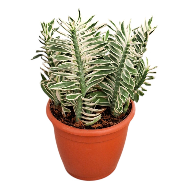 Pedilanthus Tithymaloides ‘Nana Variegated’