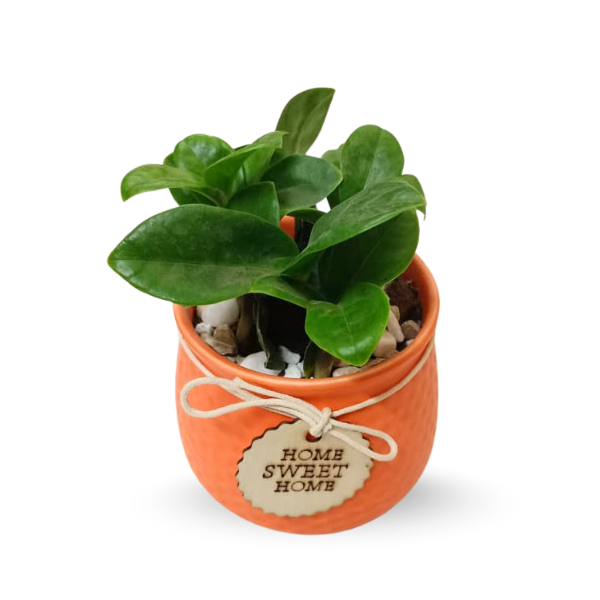 Curly ZZ Plant in Ceramic Planter – Home Sweet Home Gift