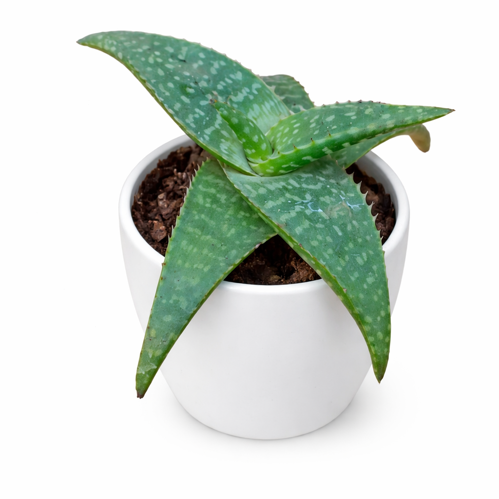 Aloe Rauhii Reynolds Succulent Plant