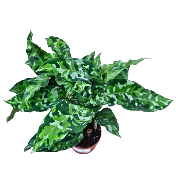 Aglaonema pictum ‘Tricolour’ – Rare Camouflage Leaf