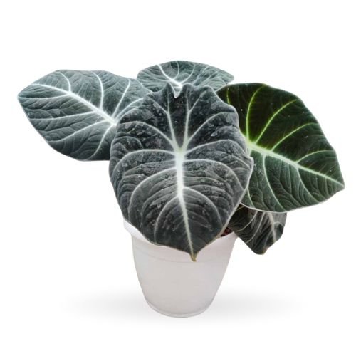 Alocasia Black Velvet